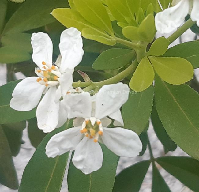 Choisya ternata 'Sundance'