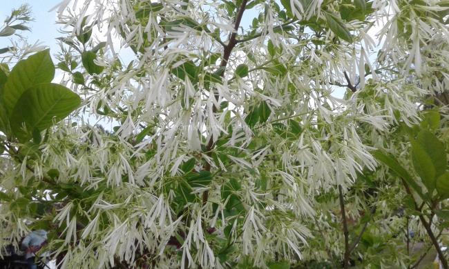 Chionanthus virginicus