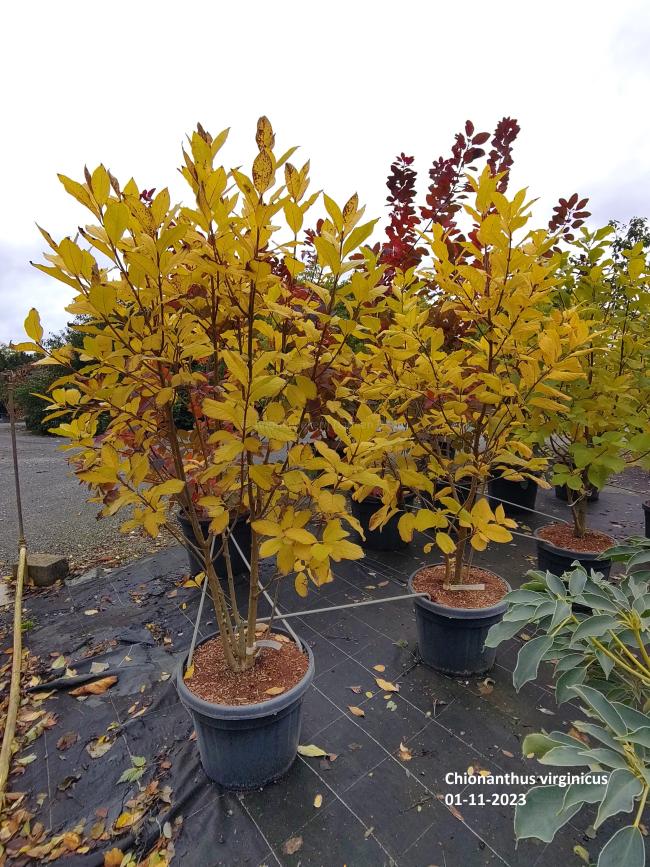 Chionanthus virginicus