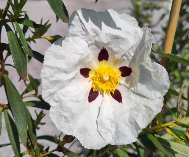 Cistus ladanifer