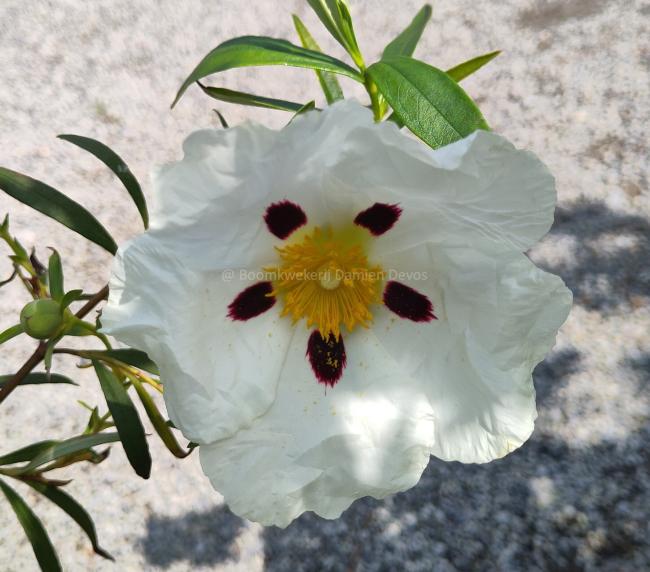 Cistus ladanifer
