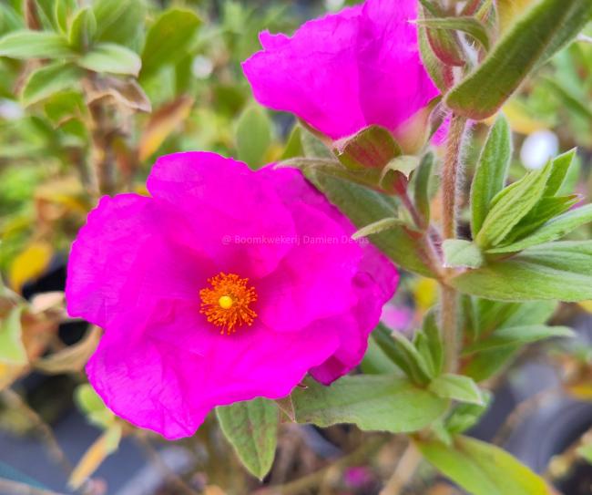 Cistus pulverlentus 'Sunset'