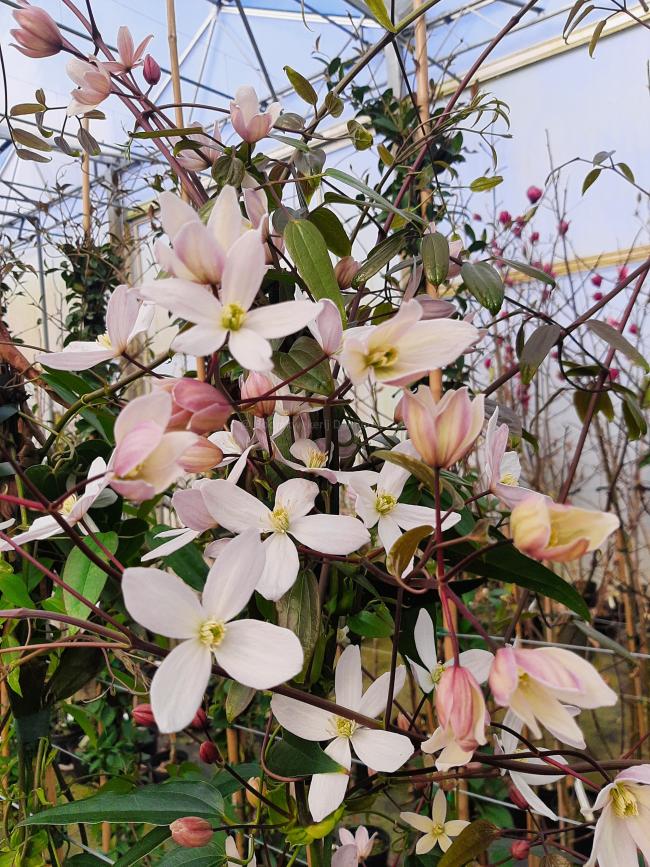 Clematis armandii 'Apple Blossom'