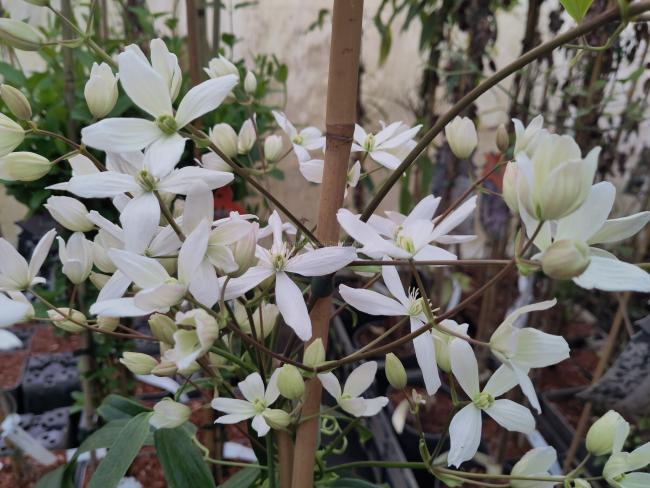 Clematis armandii