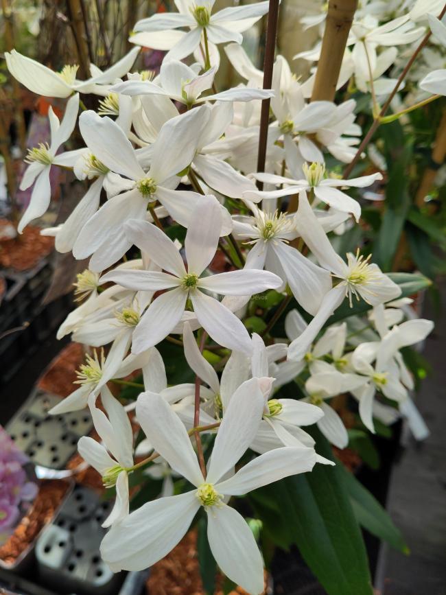 Clematis armandii