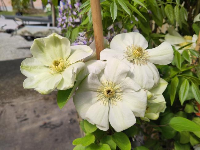 Clematis 'Guernsey Cream'