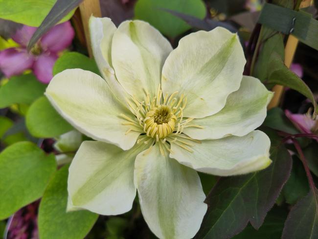 Clematis 'Guernsey Cream'