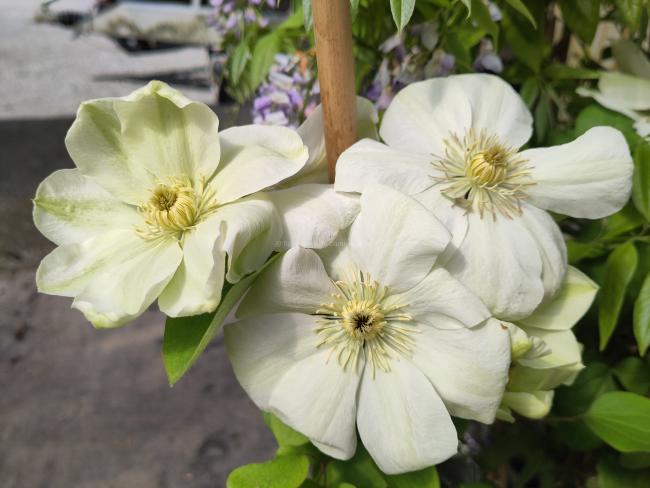 Clematis 'Guernsey Cream'