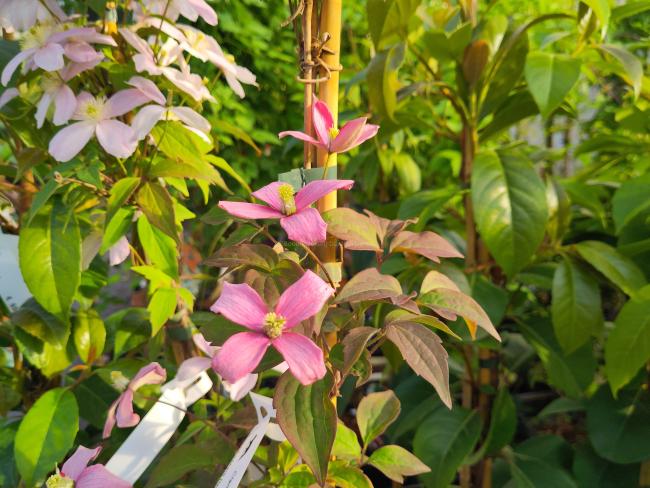Clematis montana 'Broughton Star'