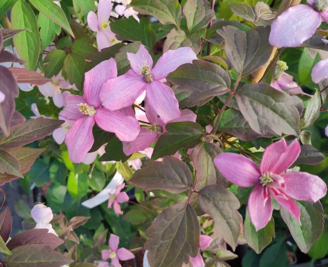 Clematis montana 'Broughton Star'