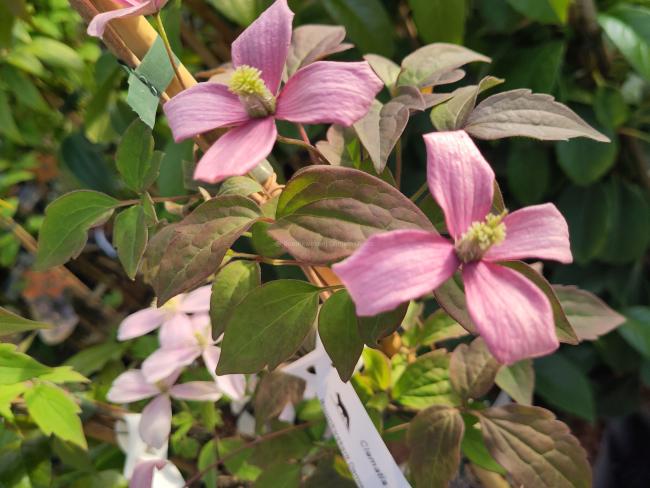 Clematis montana 'Broughton Star'