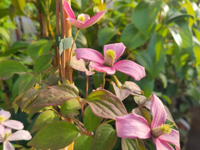 Clematis montana 'Broughton Star'