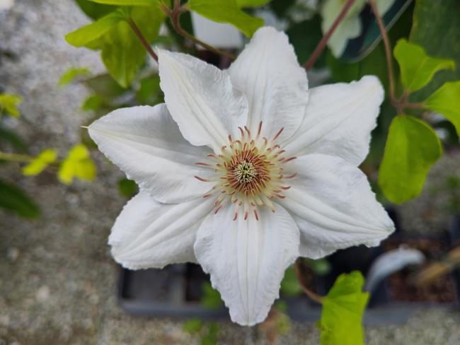 Clematis 'Mrs George Jackman'