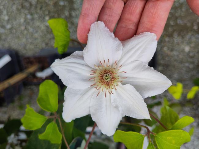 Clematis 'Mrs George Jackman'