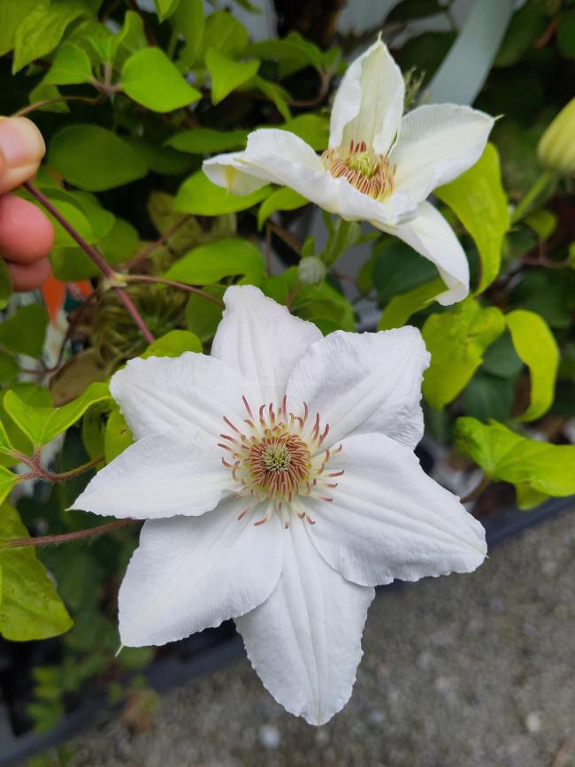 Clematis 'Mrs George Jackman'