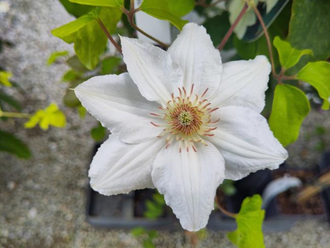 Clematis 'Mrs George Jackman'
