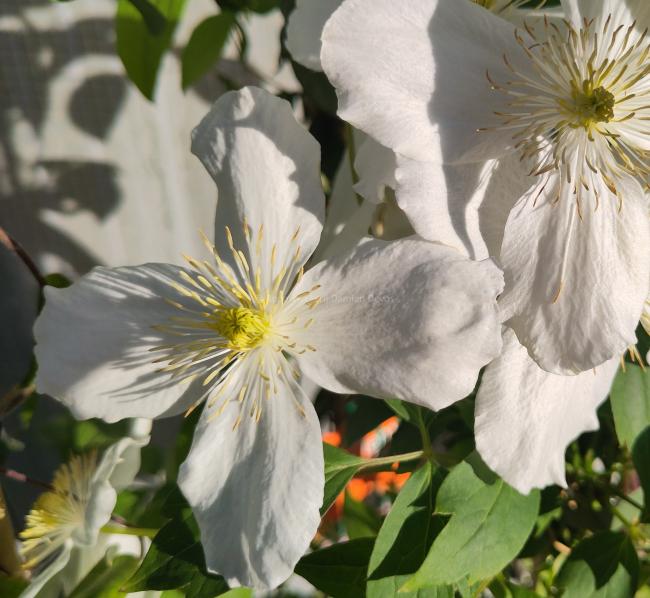 Clematis montana var. grandiflora