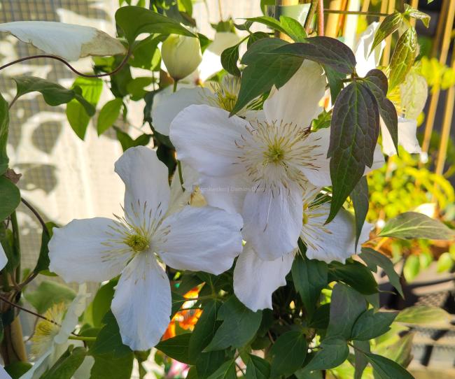 Clematis montana var. grandiflora