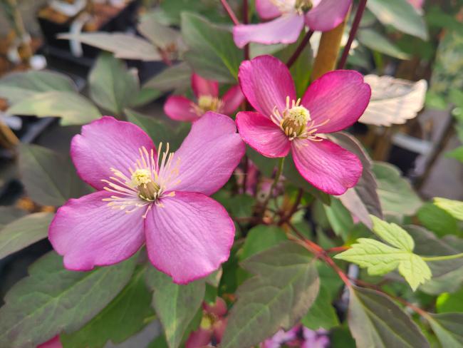 Clematis montana 'Van Gogh'