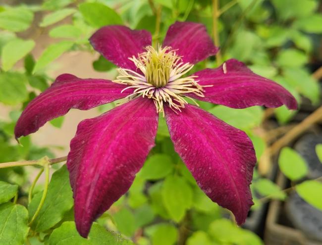 Clematis 'Niobe'