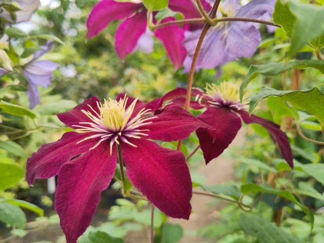 Clematis 'Niobe'
