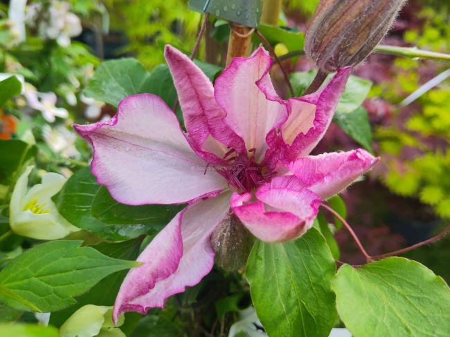 Clematis 'Omoshiro'