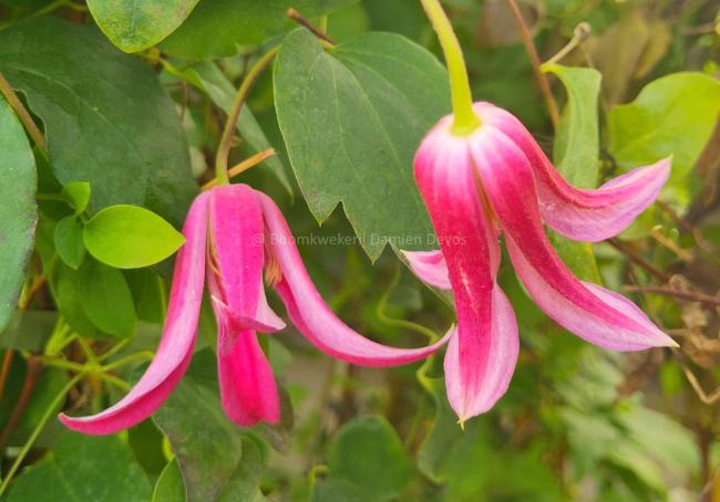 Clematis 'Princess Diana' (Texensis Group)