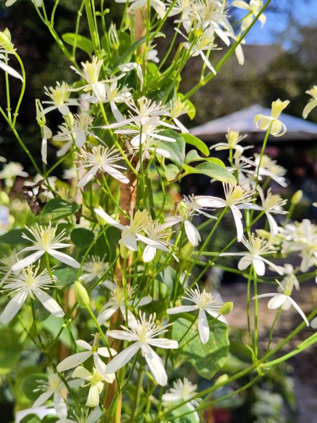 Clematis terniflora