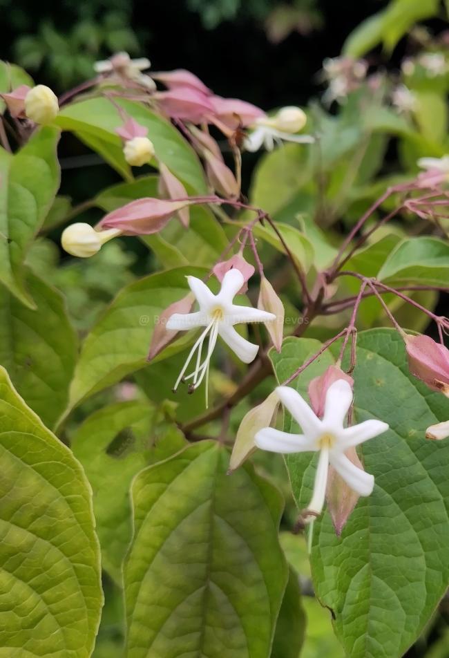 Clerodendrum trichotomum  var. fargesii
