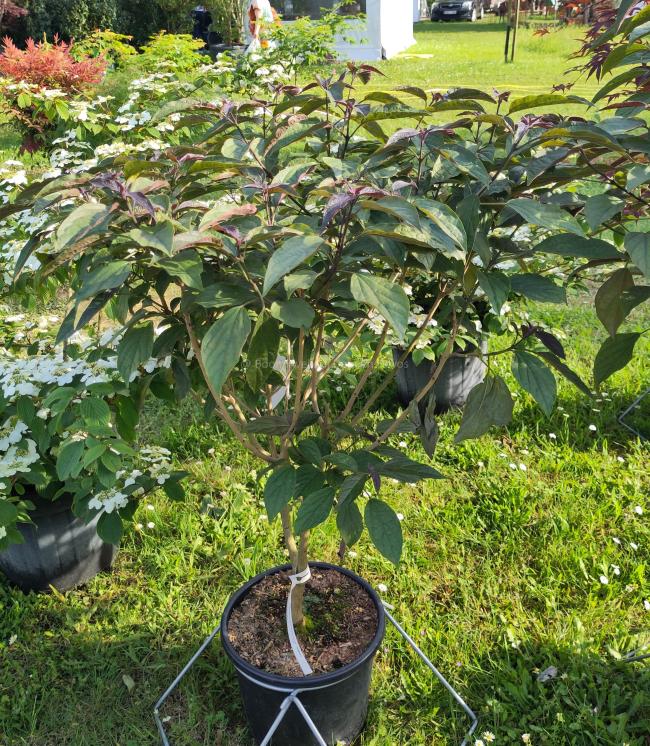 Clerodendrum trichotomum  var. fargesii