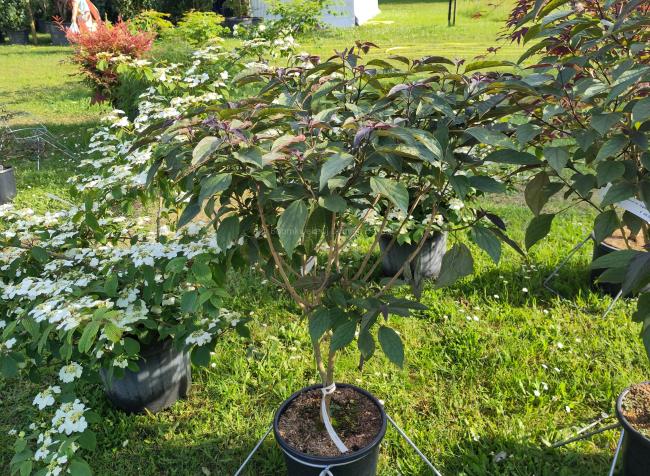 Clerodendrum trichotomum  var. fargesii