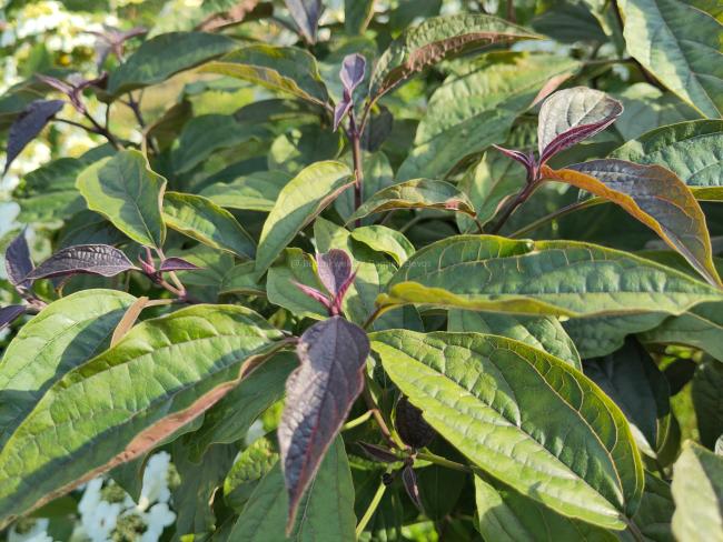 Clerodendrum trichotomum  var. fargesii