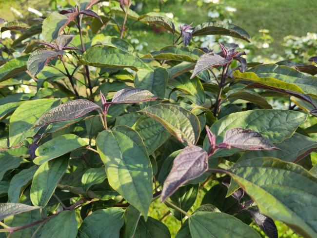 Clerodendrum trichotomum  var. fargesii