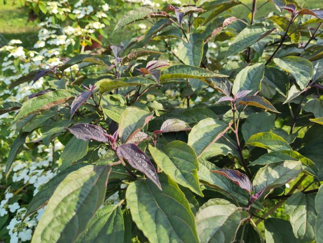 Clerodendrum trichotomum  var. fargesii