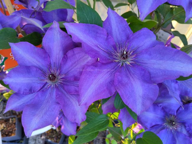 Clematis 'The President'