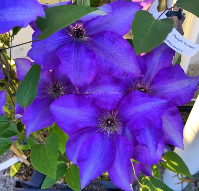 Clematis 'The President'