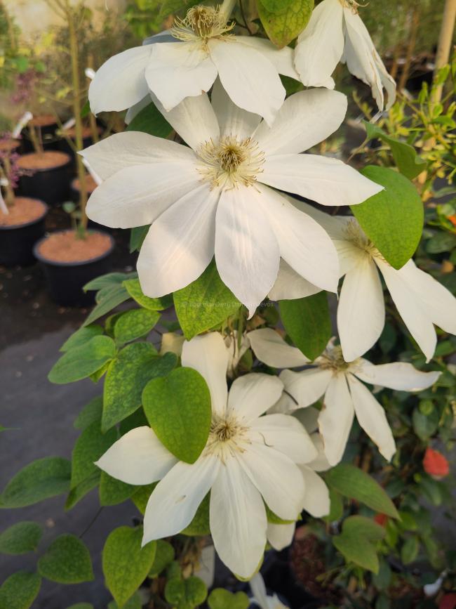 Clematis 'Wada's Primrose'