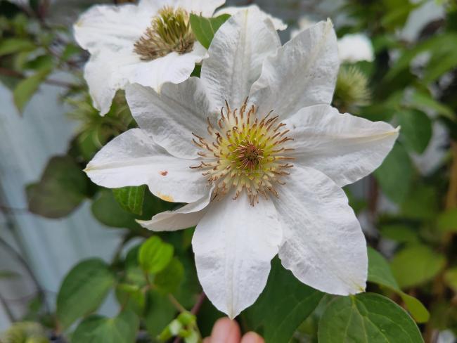 Clematis 'Yukikomachi'
