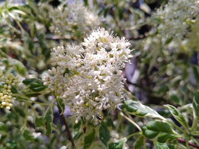 Cornus alternifolia 'Argentea'