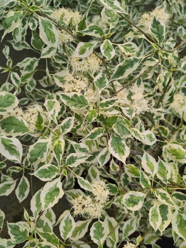 Cornus alternifolia 'Argentea'