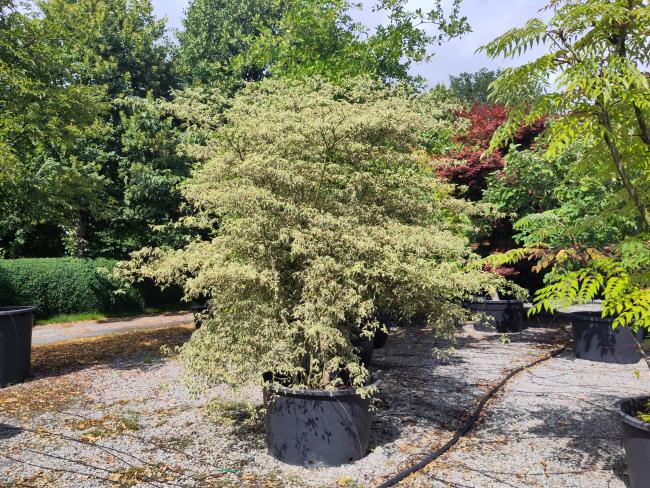 Cornus alternifolia 'Argentea'