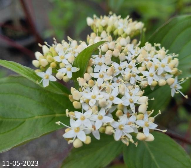 Cornus alba 'Baton Rouge'
