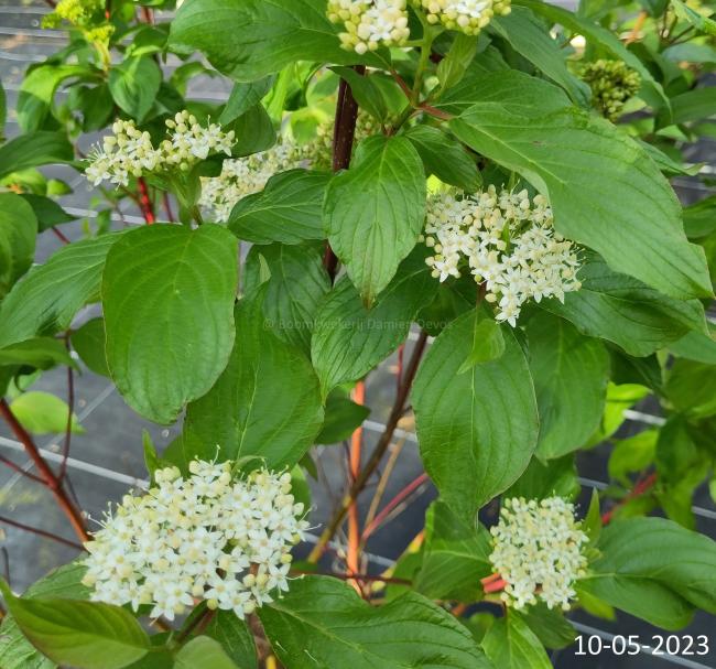 Cornus alba 'Baton Rouge'