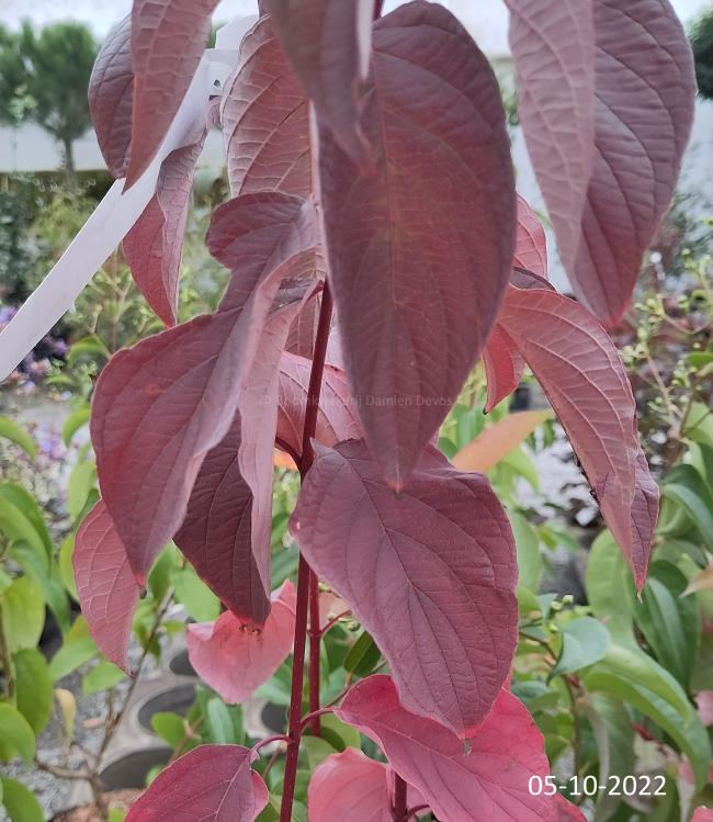 Cornus alba 'Baton Rouge'