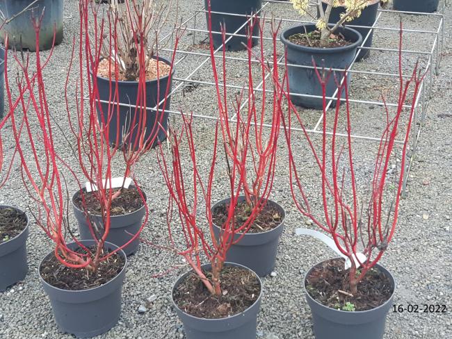 Cornus alba 'Baton Rouge'