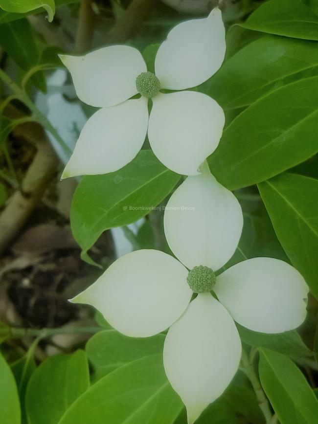 Cornus angustata 'Empress of China'® (='Elsbry')