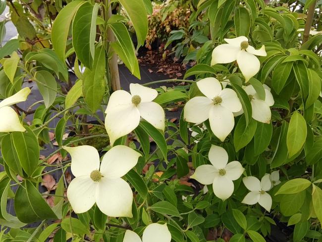 Cornus angustata 'Empress of China'® (='Elsbry')