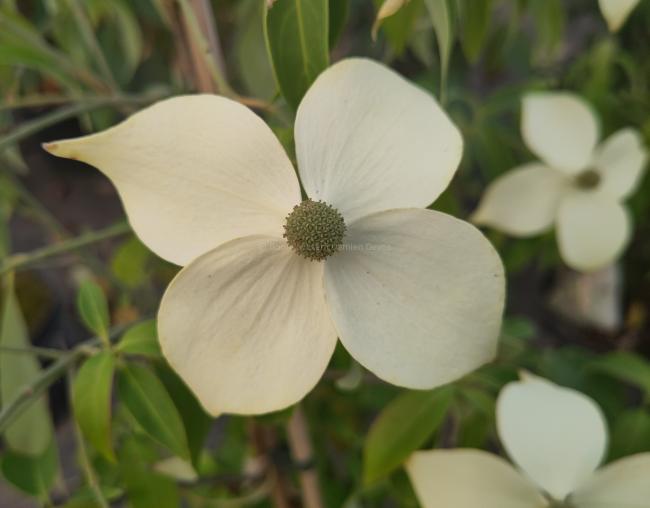 Cornus angustata 'Empress of China'® (='Elsbry')