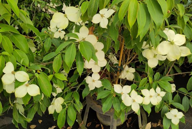 Cornus angustata 'Empress of China'® (='Elsbry')