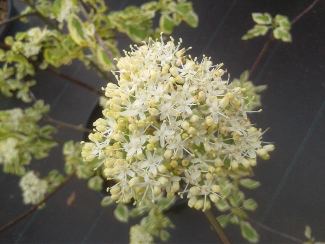 Cornus alternifolia 'Golden Shadows'